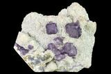 Purple Fluorite Crystals on Quartz - Fluorescent! #146663-1